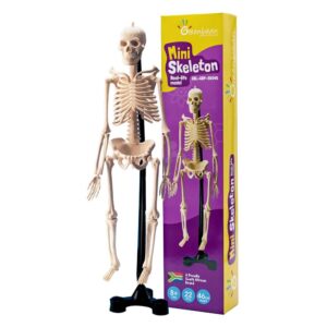 Greenbean - Mini Skeleton - Image 5