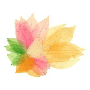 Anthony Peters - Skeleton Leaves - Bumper Assortment - 300pcs - Image 4