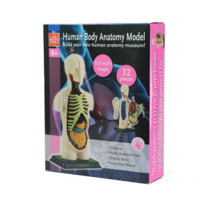 Edu-Toys - Human Anatomy Model - 32pcs 12.7cm - Image 5