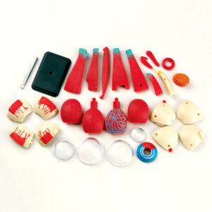 Greenbean - Anatomy Model - Eyeball - 31pcs - Image 2