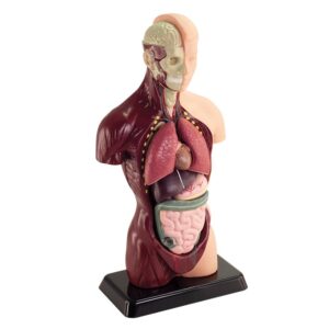 Greenbean - Human Anatomy Model 27cm 8pcs - Image 2