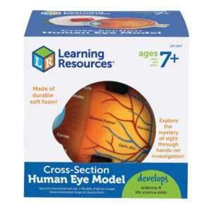 Learning Resources - Cross-Section Eye Model - Image 2