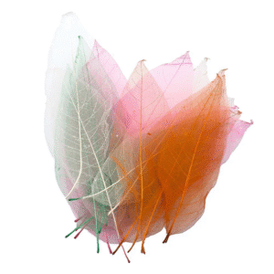 Anthony Peters - Skeleton Leaves - Bumper Assortment - 300pcs - Image 3