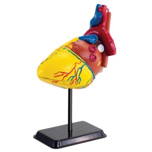 Edu-Toys - Anatomy Model - Heart - 31pcs - Image 3