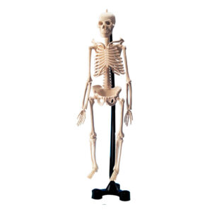 Greenbean - Mini Skeleton - Image 3