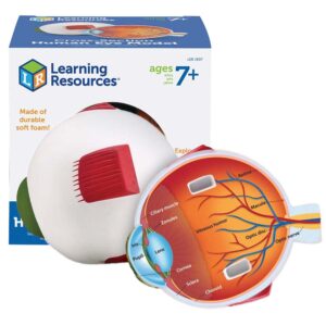 Learning Resources - Cross-Section Eye Model - Image 1