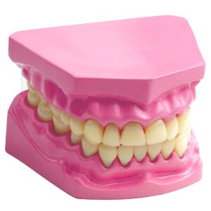 Edu-Toys - Dental Model - Image 1