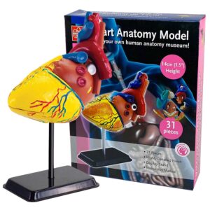 Edu-Toys - Anatomy Model - Heart - 31pcs - Image 4
