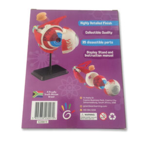 Greenbean - Anatomy Model - Eyeball - 31pcs - Image 4