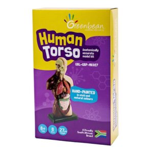 Greenbean - Human Anatomy Model 27cm 8pcs - Image 4