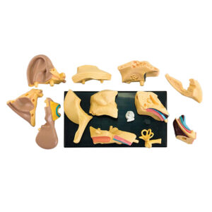 Edu-Toys - Anatomy Model - Ear - 14pcs - Image 3