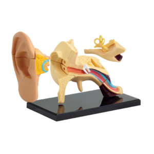 Edu-Toys - Anatomy Model - Ear - 14pcs - Image 4