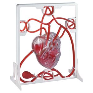 Edu-Toys - Pumping Heart - Image 3