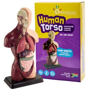 Greenbean - Human Anatomy Model 27cm 8pcs - Image 1
