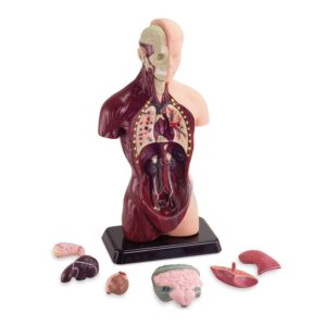Greenbean - Human Anatomy Model 27cm 8pcs - Image 3
