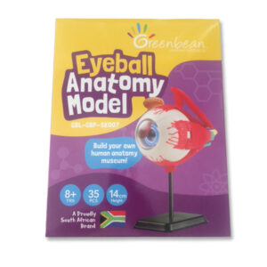 Greenbean - Anatomy Model - Eyeball - 31pcs - Image 1