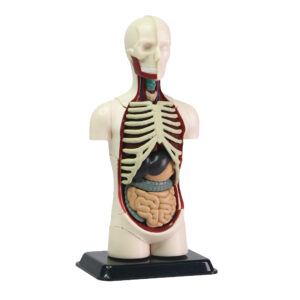 Edu-Toys - Human Anatomy Model - 32pcs 12.7cm - Image 4