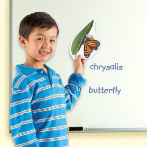 Learning Resources - Giant Magnetic - Butterfly Life Cycle - Image 2