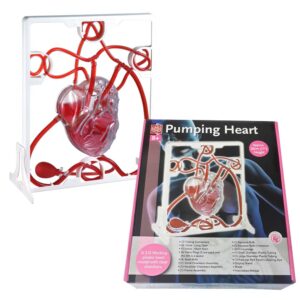 Edu-Toys - Pumping Heart - Image 4