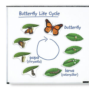 Learning Resources - Giant Magnetic - Butterfly Life Cycle - Image 3