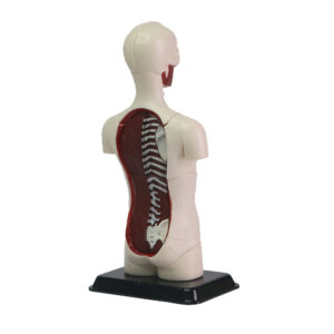 Edu-Toys - Human Anatomy Model - 32pcs 12.7cm - Image 3