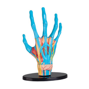 Edu-Toys - Anatomy Model - Hand - 23pcs - Image 4