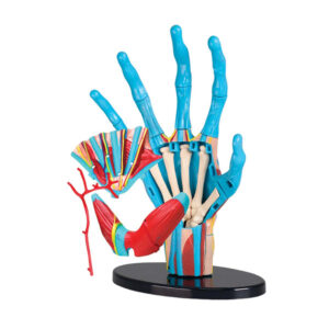 Edu-Toys - Anatomy Model - Hand - 23pcs - Image 3