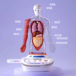 TopBright - My Body Voice Pedia Interactive Talking Anatomy Model for Kids - Image 5
